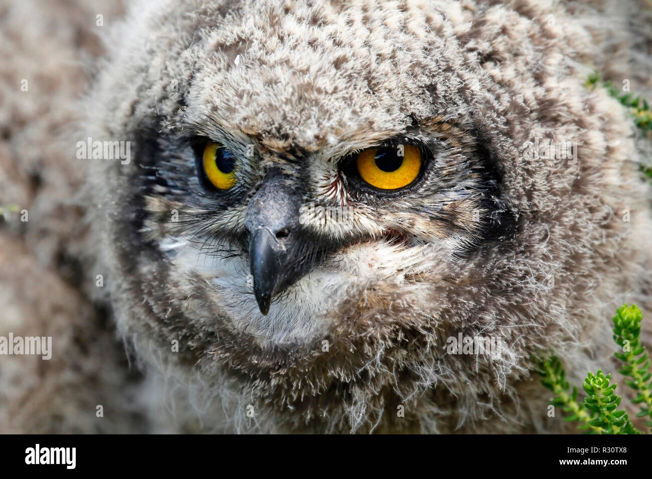 La famiglia delle aquile avvistate fotografata nel Kirstenbosch National Botanical Garden di Città del Capo. Foto Stock