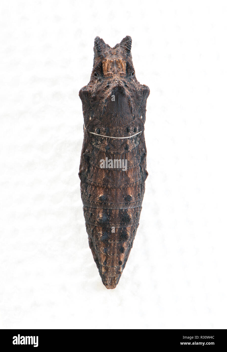 Tiger coda forcuta Papilio butterfly crisalide vista macro di un western tiger a coda di rondine crisalide a farfalla - su sfondo bianco Foto Stock