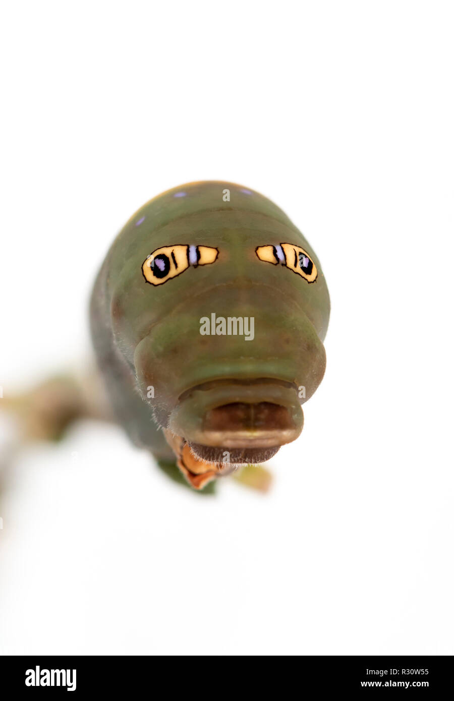 Tiger a coda di rondine (caterpillar Papilio butterfly) con false eye spot, dopo aver effettuato lo spurgo - su uno sfondo bianco. Foto Stock