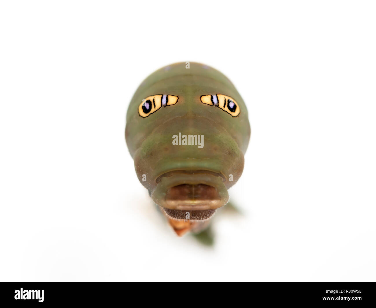 Tiger a coda di rondine (caterpillar Papilio butterfly) con false eye spot, dopo aver effettuato lo spurgo - su uno sfondo bianco. Foto Stock