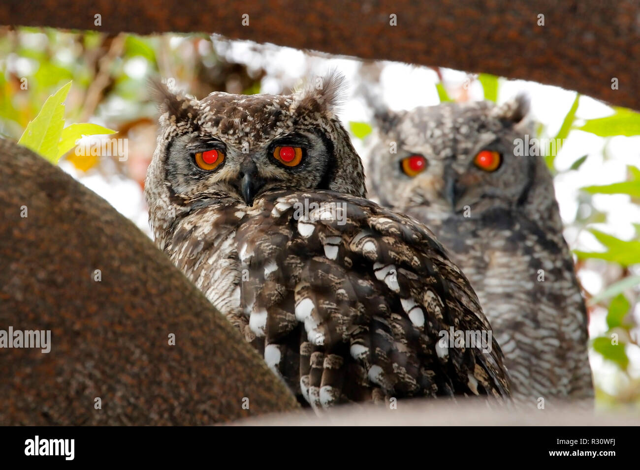 La famiglia delle aquile avvistate fotografata nel Kirstenbosch National Botanical Garden di Città del Capo. Foto Stock