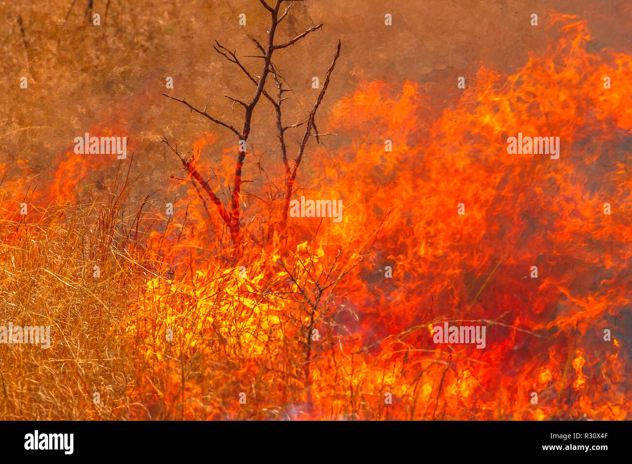 Bushfire con dettagli di fiamme. La prateria in Outback australiano. Pericolosi incendi nella stagione secca. Fire sfondo. Foto Stock