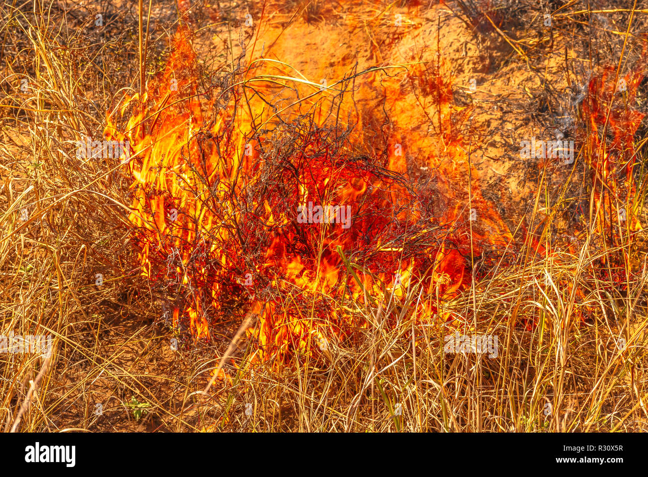 Bushfire con fiamme. La prateria in natura Outback australiano. Pericolosi incendi nella stagione secca. Fire sfondo. Calamità naturali nel cambiamento climatico globale. Emergenza in estate. Foto Stock