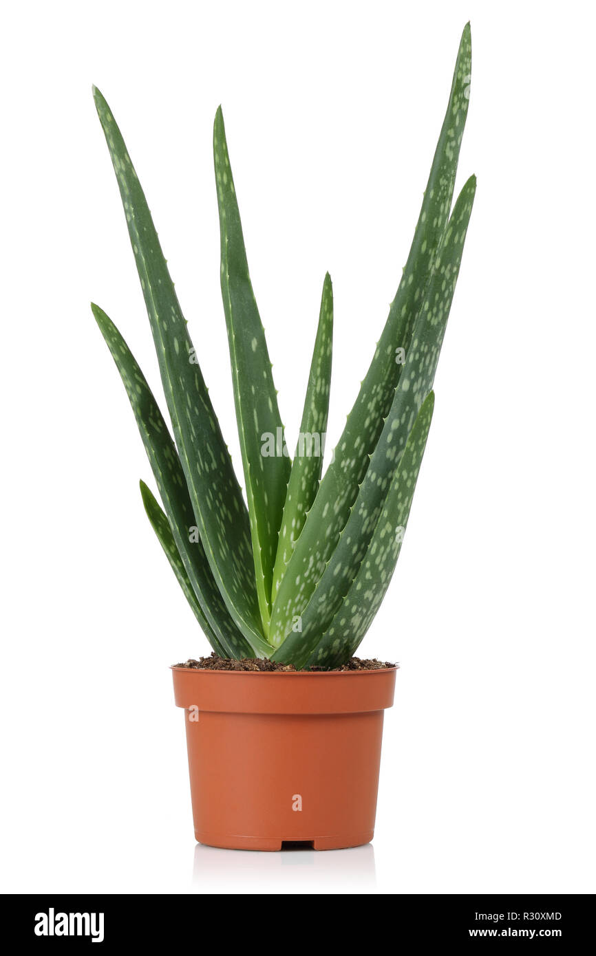 Aloe foglie fresche isolati su sfondo bianco Foto Stock