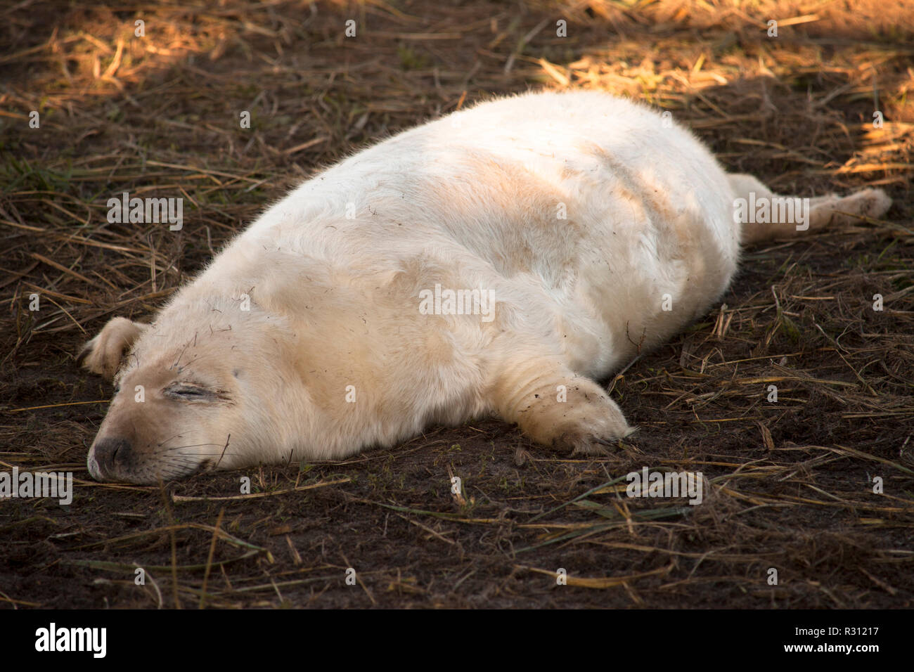 Giovani cuccioli di foca a Donna Nook grigio colonia di foche Lincolnshire UK Foto Stock