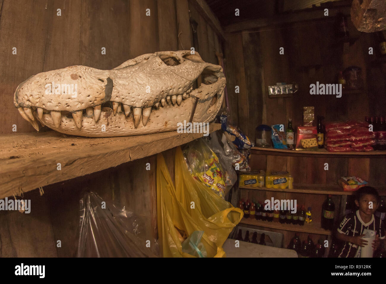 Il cranio di un enorme caimano nero (Melanosuchus niger) è sul display in un piccolo negozio in Colombia amazzonica. Foto Stock