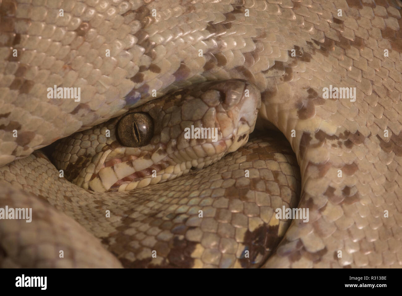 Un vicino l immagine di un wild Amazon tree boa (Corallus hortulanus) da Madre de Dios, Perù. Foto Stock