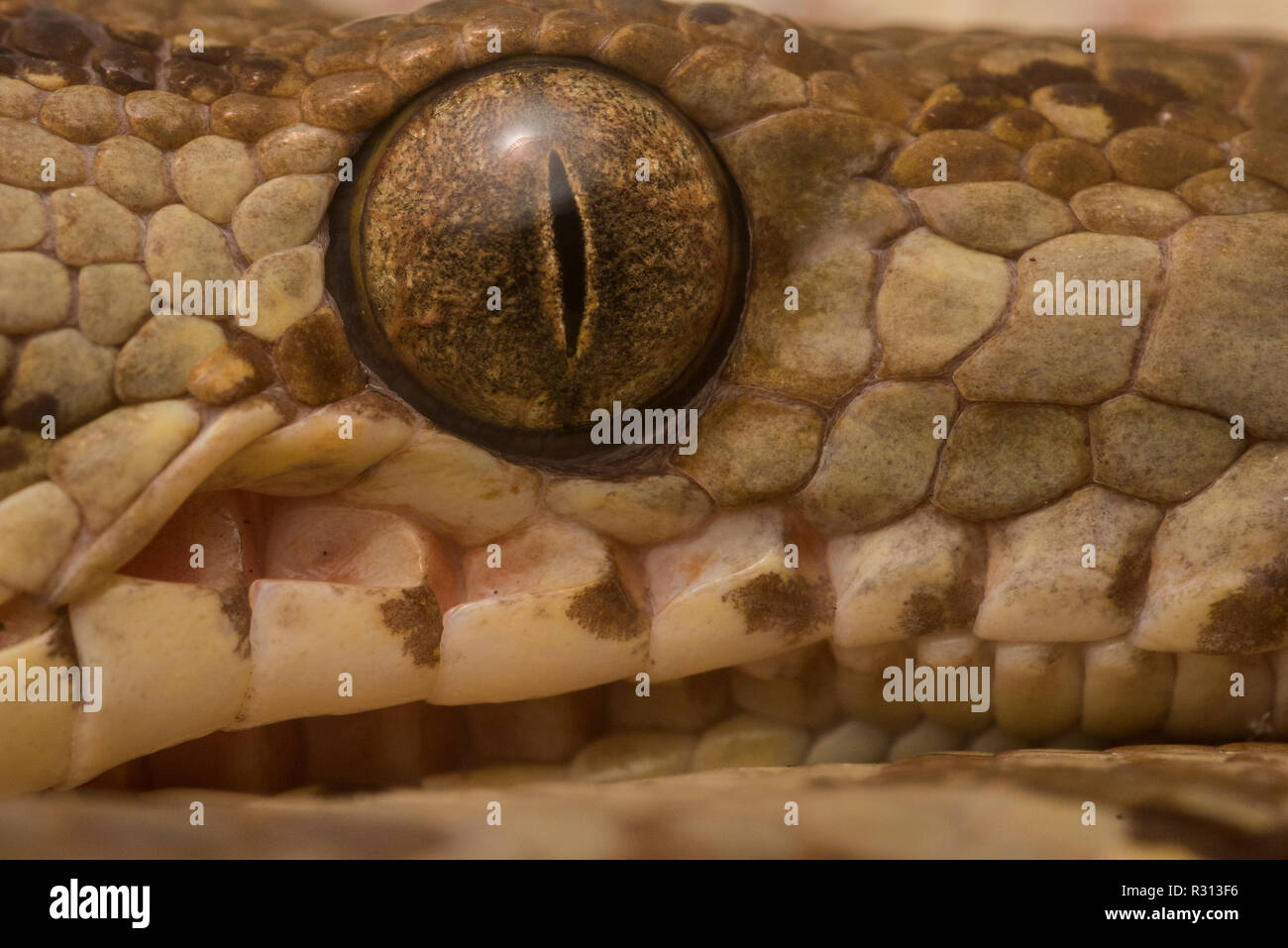 Un vicino l immagine di un wild Amazon tree boa (Corallus hortulanus) da Madre de Dios, Perù. Foto Stock