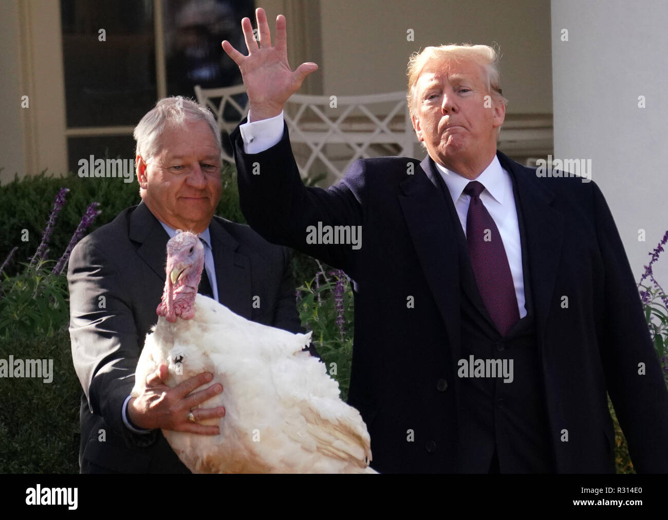 Washington DC, Stati Uniti d'America. Xx Novembre, 2018. Presidente Donald Trump perdona una Turchia denominato " piselli' nel Giardino delle Rose della Casa Bianca. La First Lady Melania Trump è accanto al presidente. Foto di Dennis Brack Credito: Dennis Brack/Alamy Live News Foto Stock