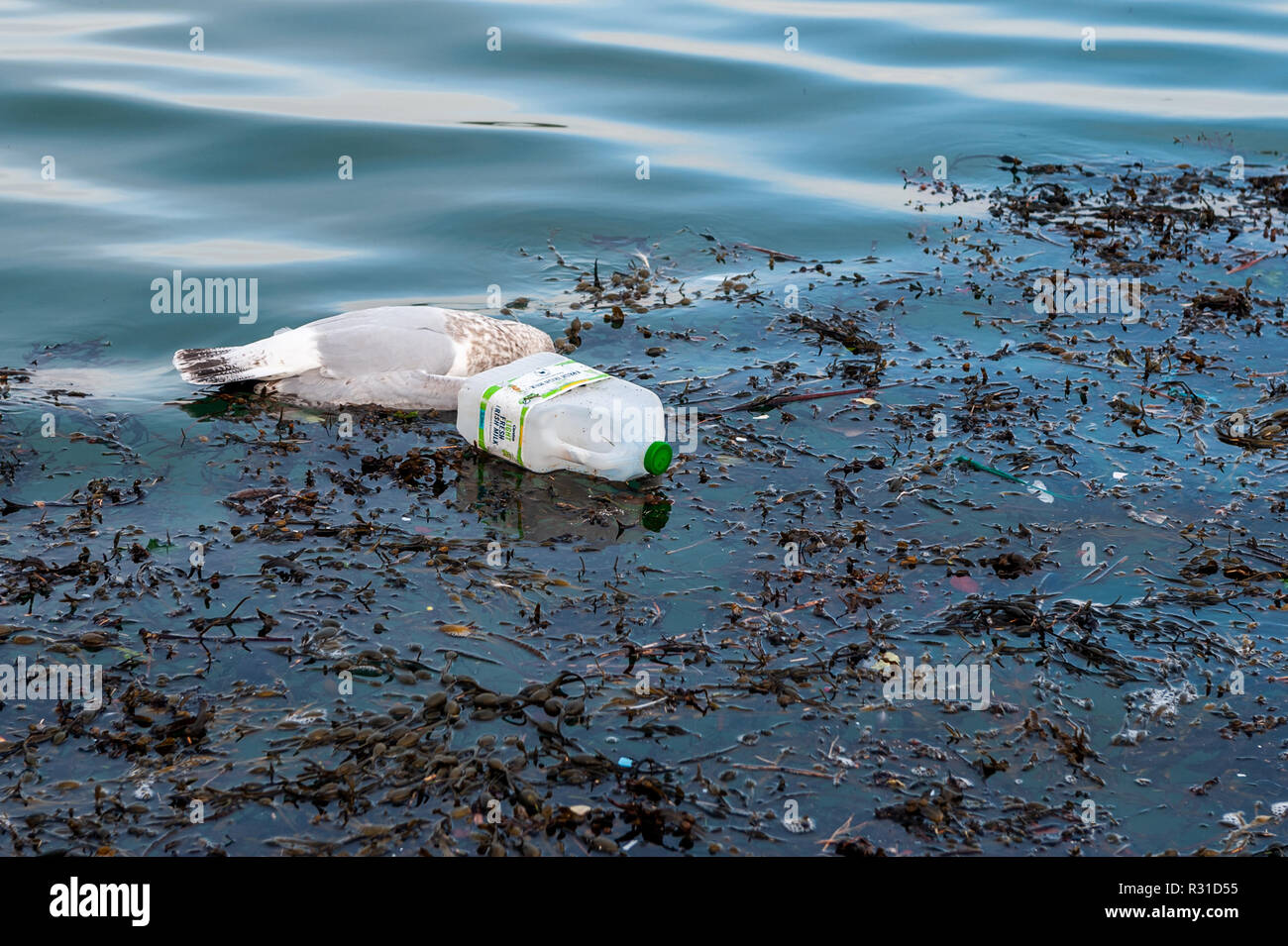Schull, West Cork, Irlanda. Xxi Nov, 2018. Un gabbiano morto galleggia nell'acqua accanto ad una plastica scartati cartone di latte, forse una dichiarazione di come l uomo sta uccidendo il mondo della fauna selvatica con l'uso di plastica... Credito: Andy Gibson/Alamy Live News Foto Stock