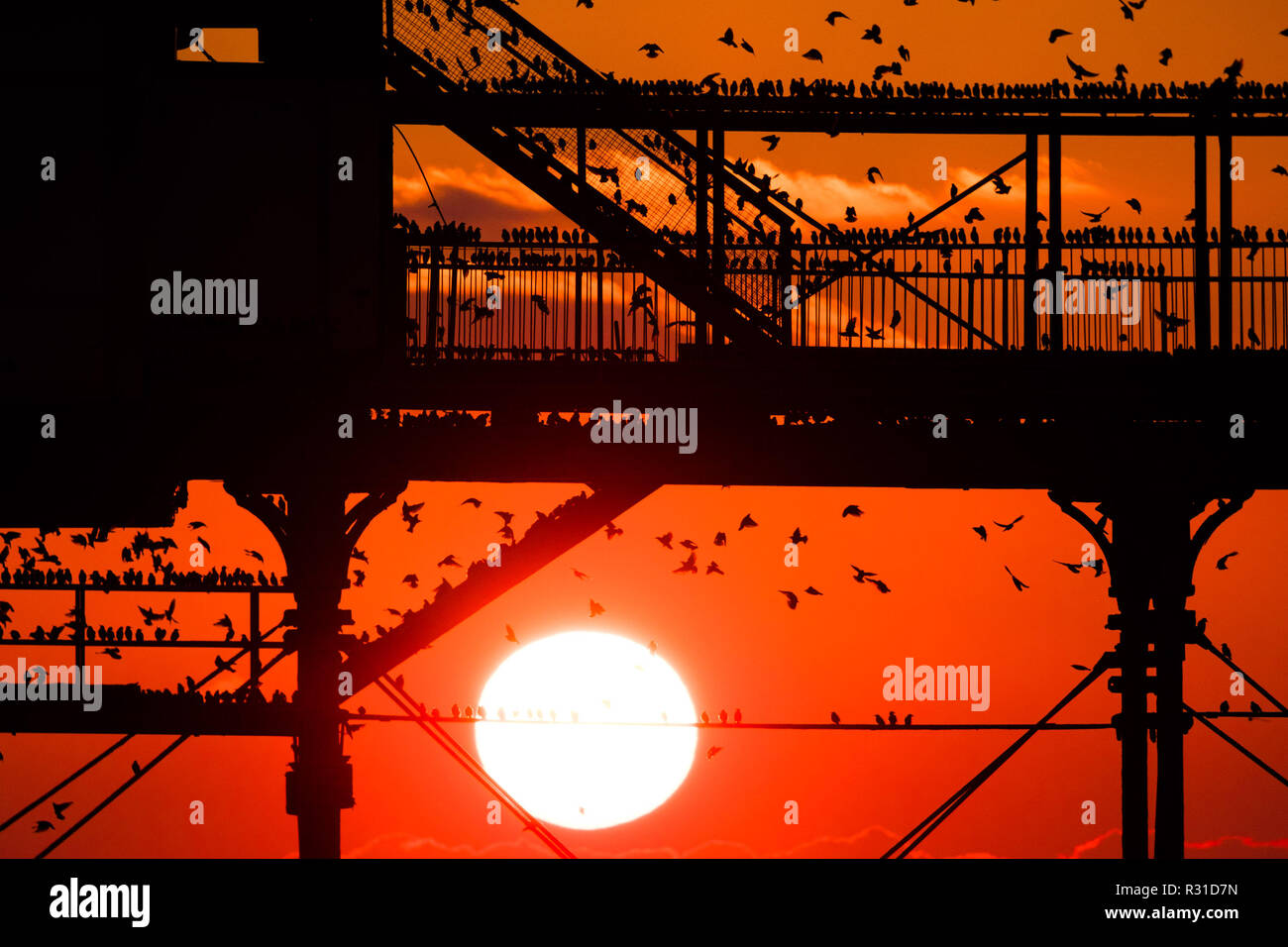 Aberystwyth Wales UK. Xxi Nov 2018. Regno Unito: Meteo come il sole tramonta gloriosamente su Cardigan Bay su un cristallo chiaro ma terribilmente freddo sera, decine di migliaia di storni riempire ogni superficie possibile come si preparano a roost per la notte della foresta di ghisa gambe sotto Aberystwyth vittoriana molo sul mare. Aberystwyth è una delle poche aree urbane posatoi nel paese e attira gente da tutto il Regno Unito per testimoniare la spettacolare visualizza notturni. Photo credit Keith Morris / Alamy Live News Foto Stock