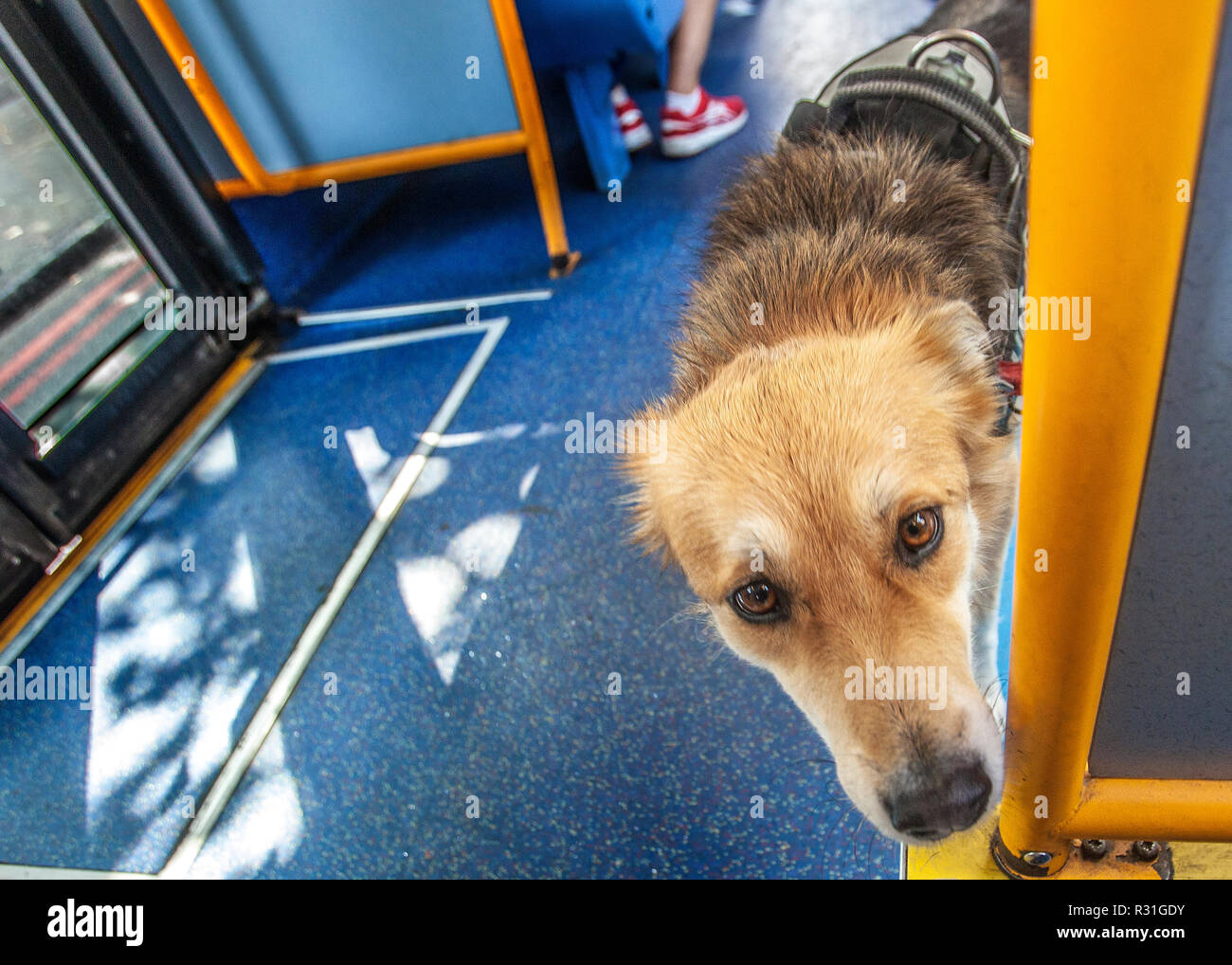 Curioso cane di assistenza, servizio, cane addestrato per aiuto o assistere una persona con una disabilità sul London bus Foto Stock
