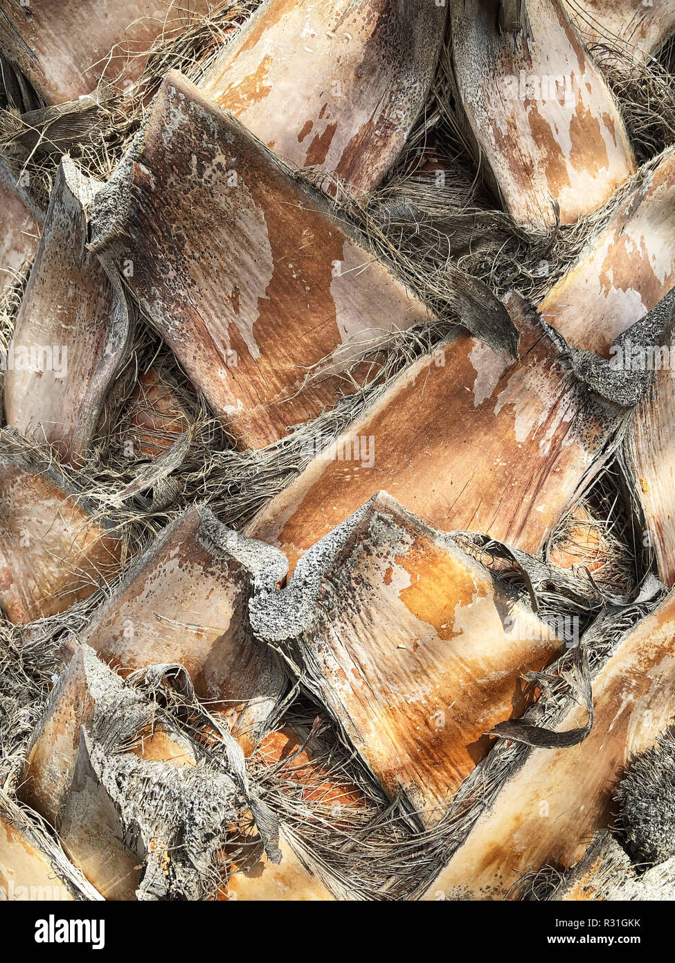 Palm tree texture - palm tronco di albero closeup Foto Stock Palm tree texture - palm tronco di albero closeup Foto Stock