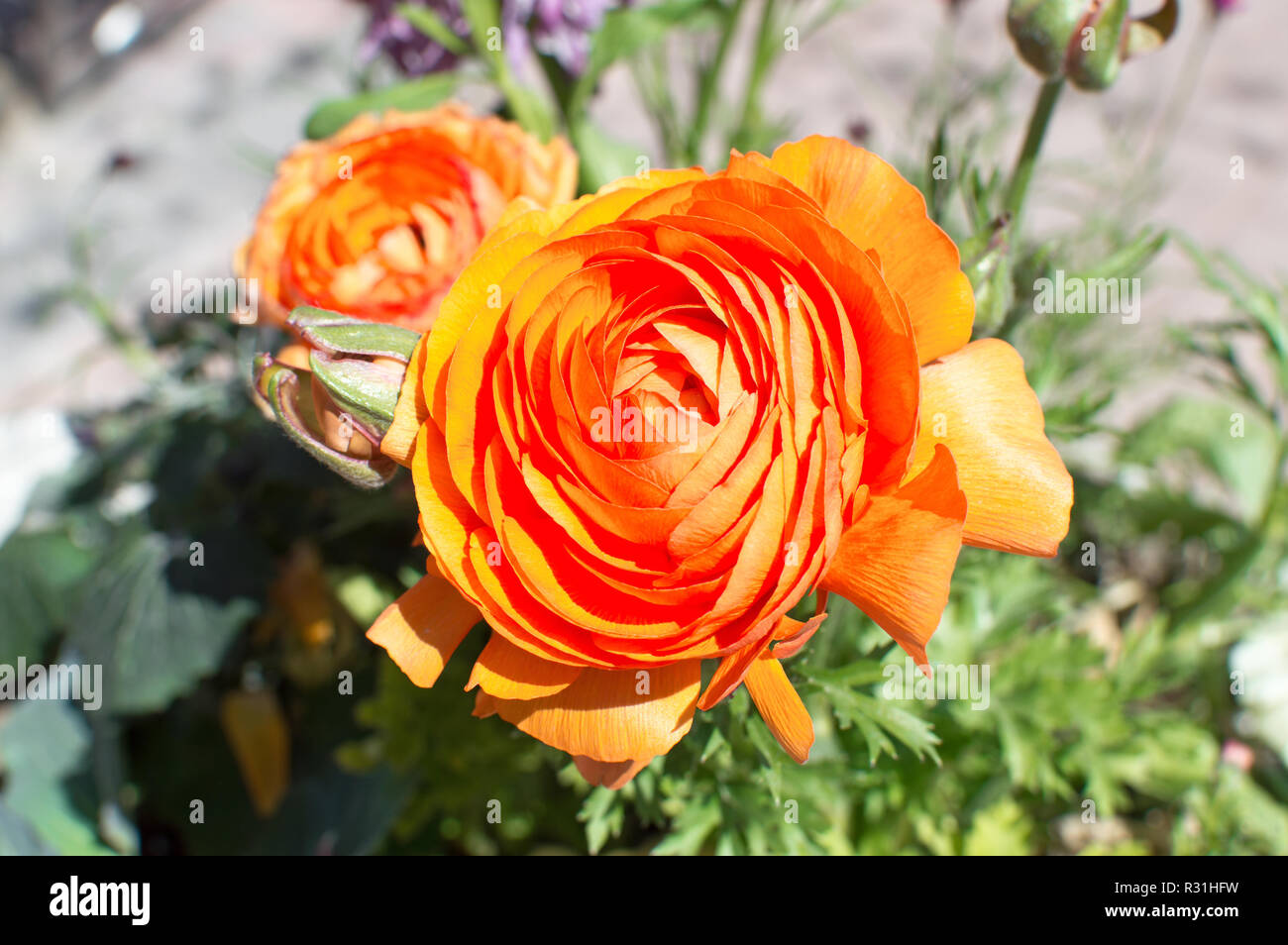Due isolati ranunculus arancio fiori in un vaso. Foto Stock