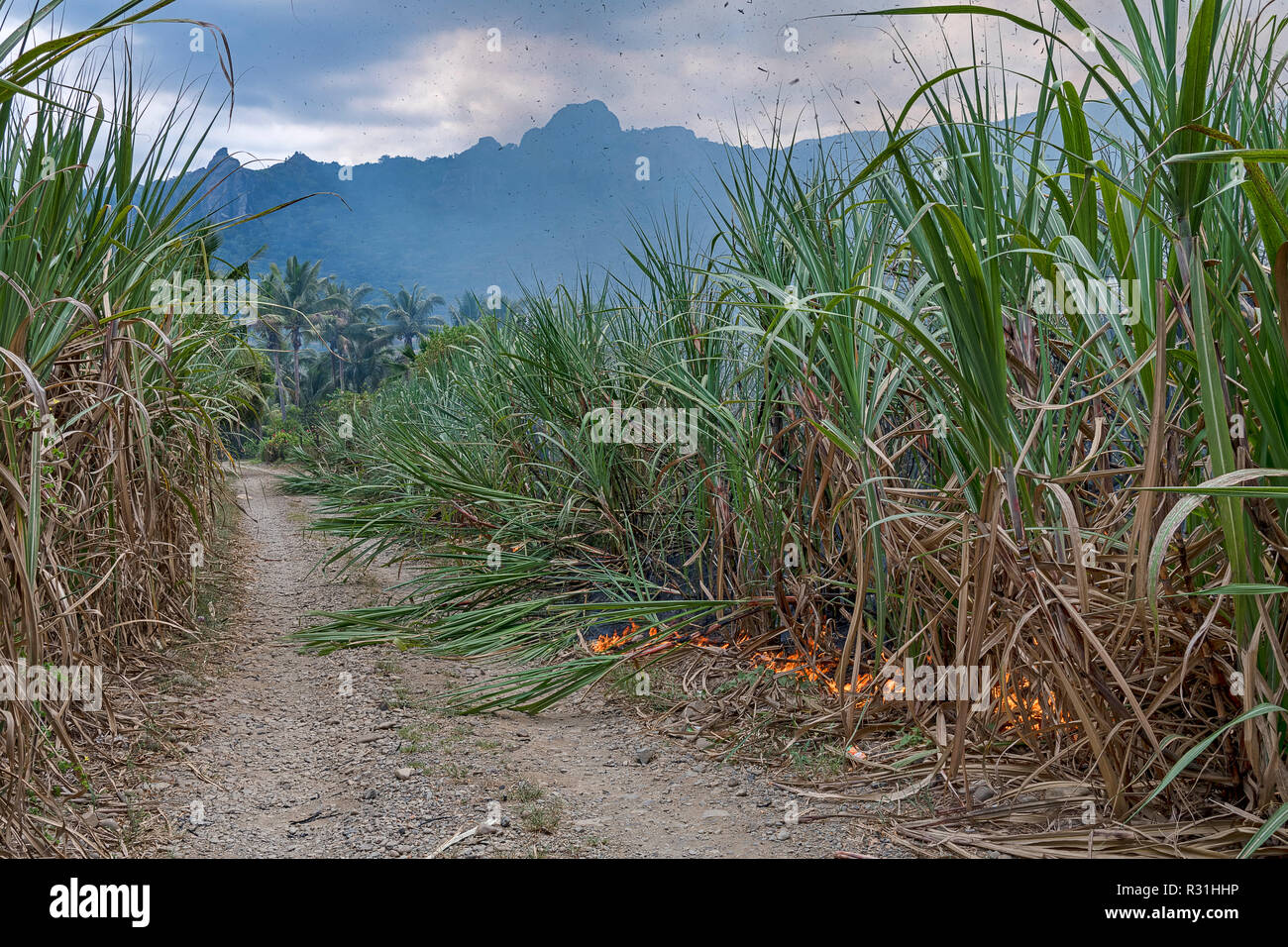 La masterizzazione di canna da zucchero campo (Saccharum officinarum), i campi vengono bruciati alla vigilia del raccolto, Viti Levu, Isole Figi Foto Stock