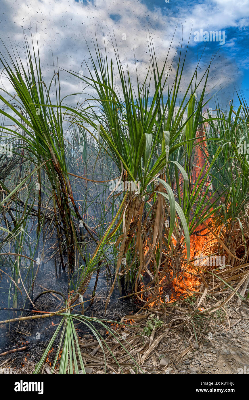 La masterizzazione di canna da zucchero campo (Saccharum officinarum), i campi vengono bruciati alla vigilia del raccolto, Viti Levu, Isole Figi Foto Stock