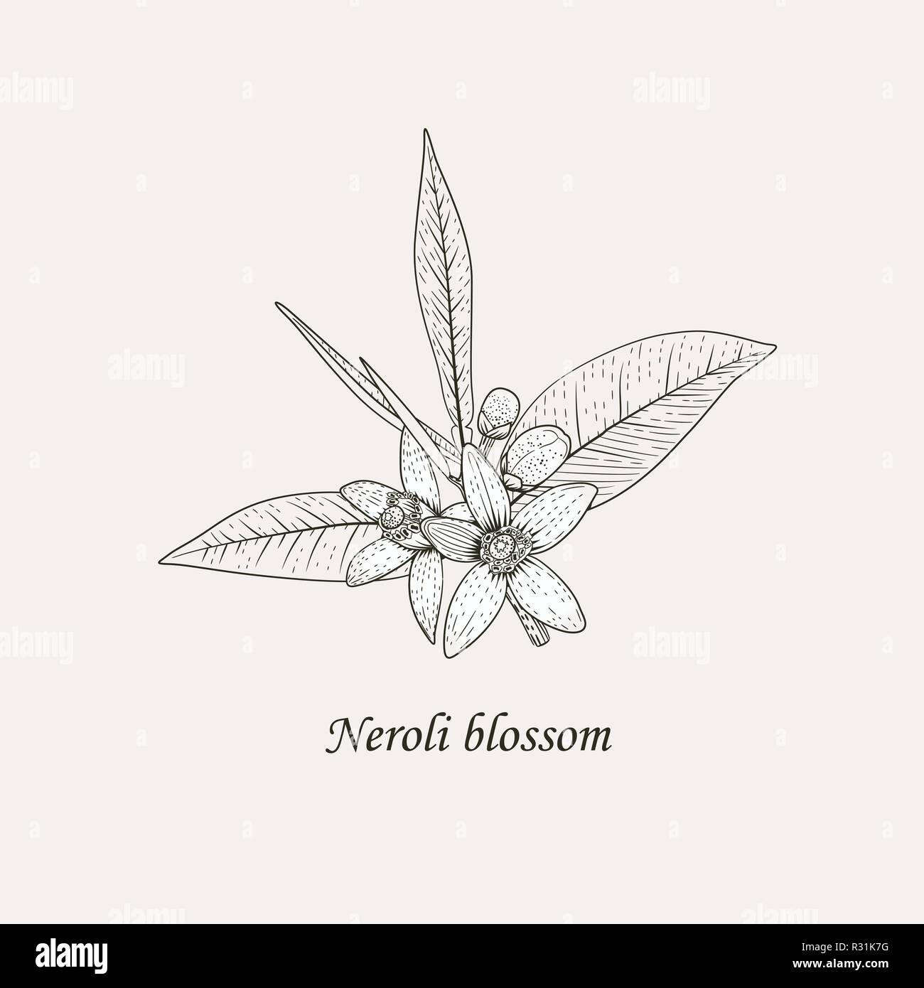 Ramo di arancio con il bianco fiori profumati, le gemme e le foglie. Neroli blossom in bianco e nero del disegno a mano illustrazione vettoriale. Illustrazione Vettoriale