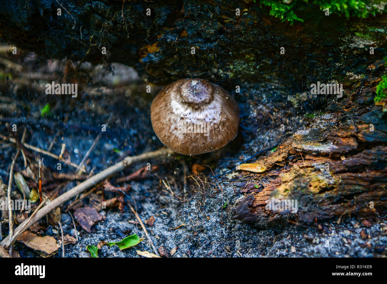 Autunno brown pericoloso funghi velenosi nella foresta di GLOUCESTERSHIRE REGNO UNITO Foto Stock