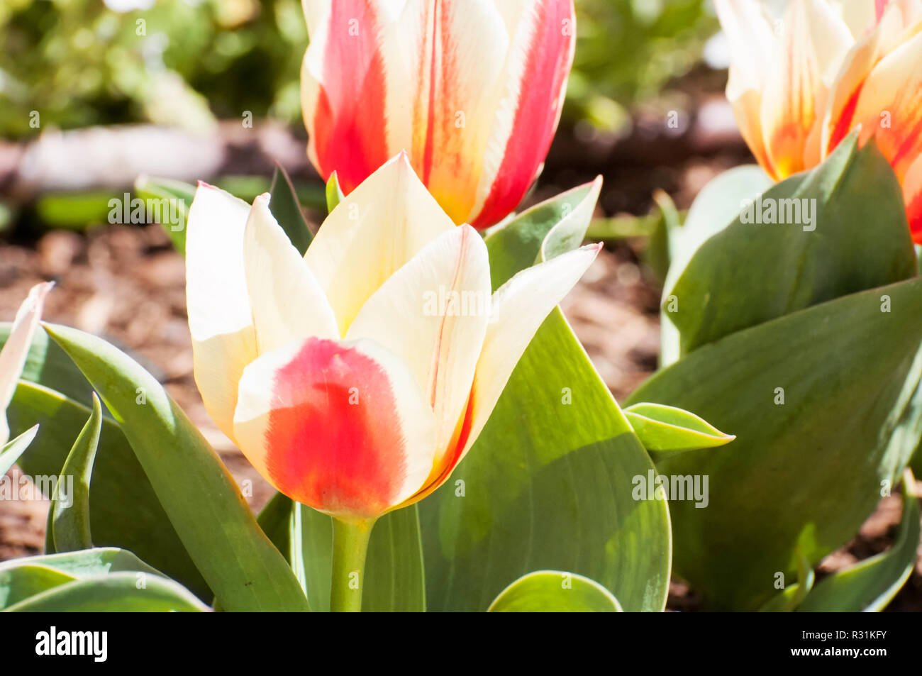 Un rosso e bianco gruppo di tulipani in un aiuola. Foto Stock