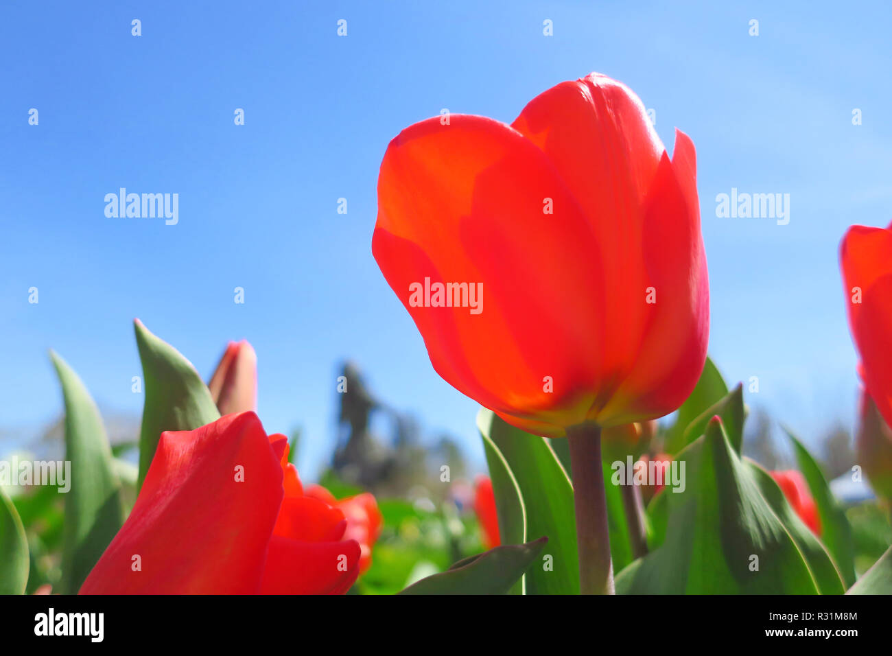 Colore arancio tulipani in cerca di un luminoso cielo blu chiaro. Foto Stock