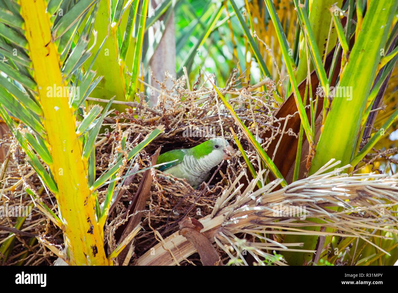 Verde pappagallo selvatico costruire un nido sul palm tree, Barcellona Spagna Foto Stock