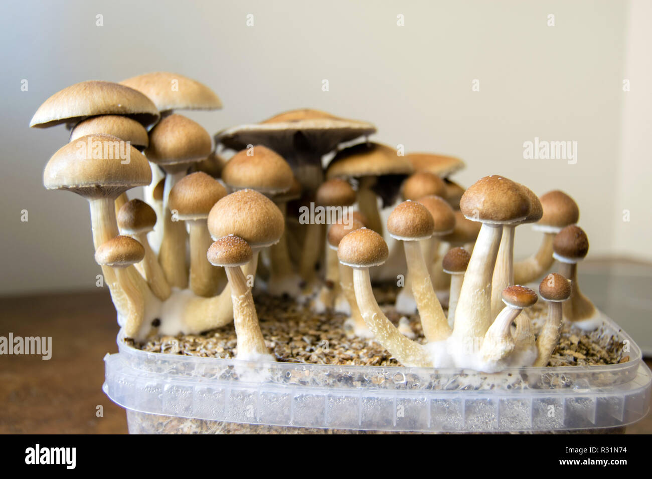 Psichedelia i funghi magici crescente a casa, la coltura del fungo psilocybin a torta Foto Stock