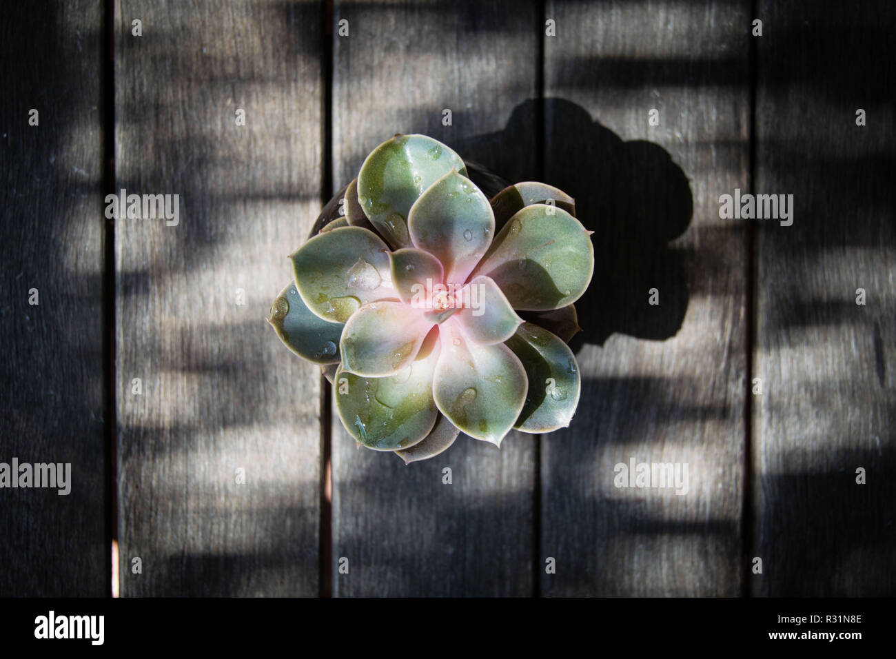 Fiore simmetrico, la simmetria in natura, piante grasse da sopra Foto Stock