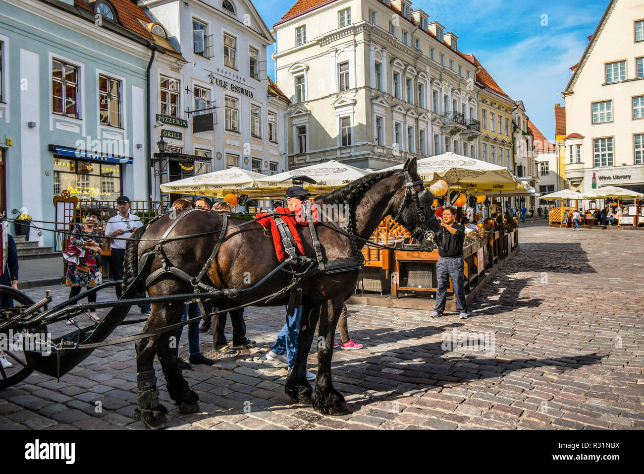 I turisti circondano un cavallo da lavoro tirando un carrello per il noleggio nel centro storico delle medievale Città Baltiche di Tallinn, Estonia. Foto Stock