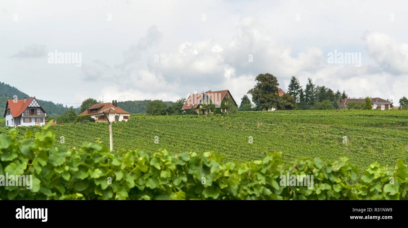 Mittelbergheim Foto Stock