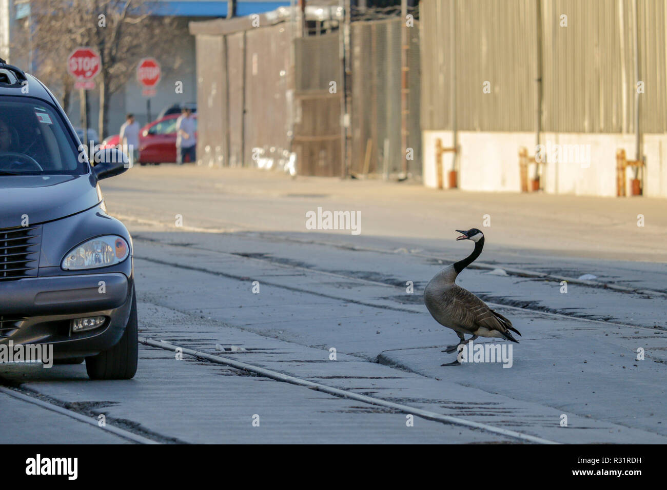 Un maschio di Canada Goose mostra un comportamento aggressivo verso il passaggio di un auto. L'oca e il suo compagno hanno un nido in una zona industriale a Chicago oca dell isola. Foto Stock