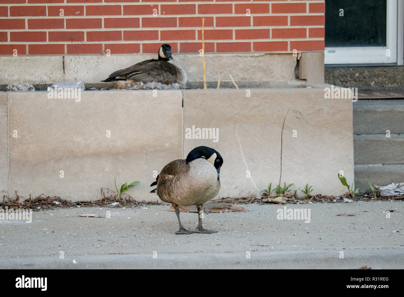 Un maschio di Canada Goose sta di guardia vicino il suo nido in una zona industriale a Chicago oca dell isola. Foto Stock