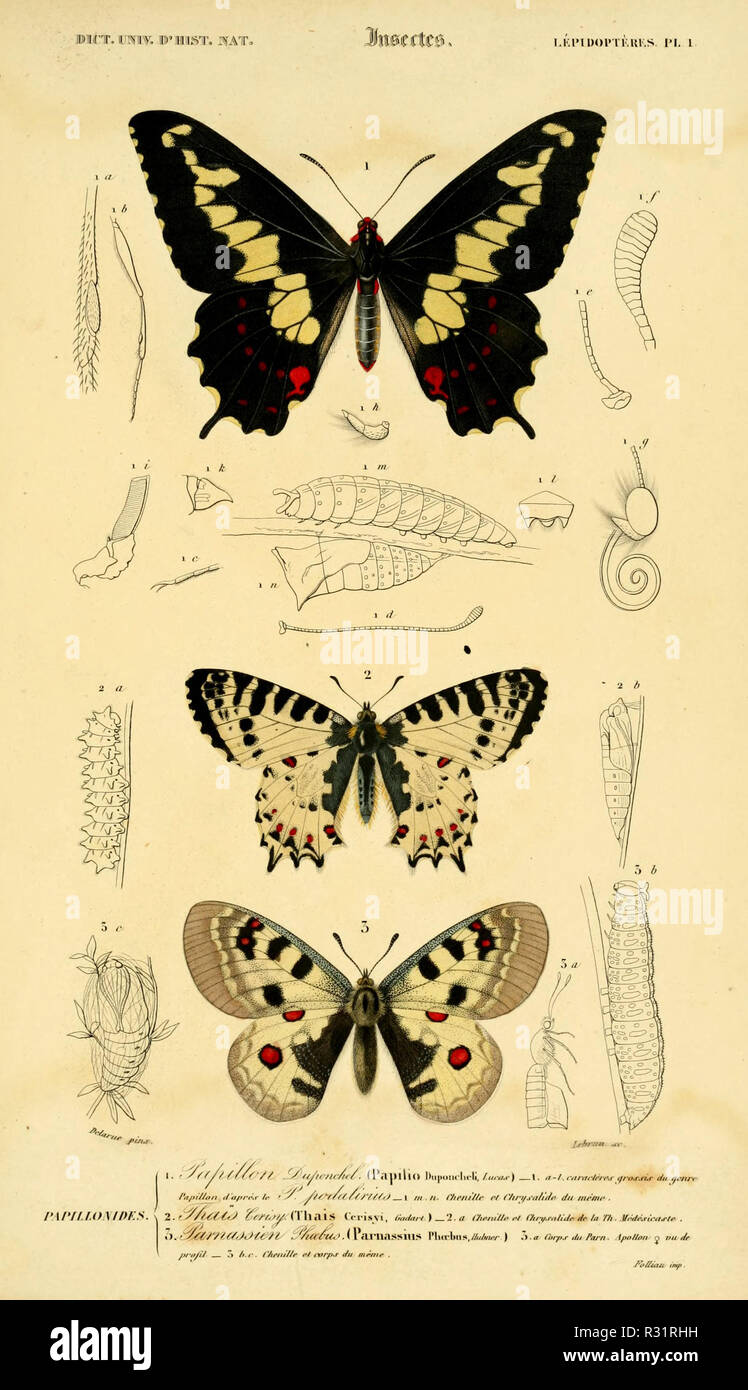 Bella vintage disegnati a mano illustrazioni di farfalle esotiche dal vecchio libro. Esso può essere utilizzato come un poster o un elemento decorativo per la progettazione di interni. Foto Stock