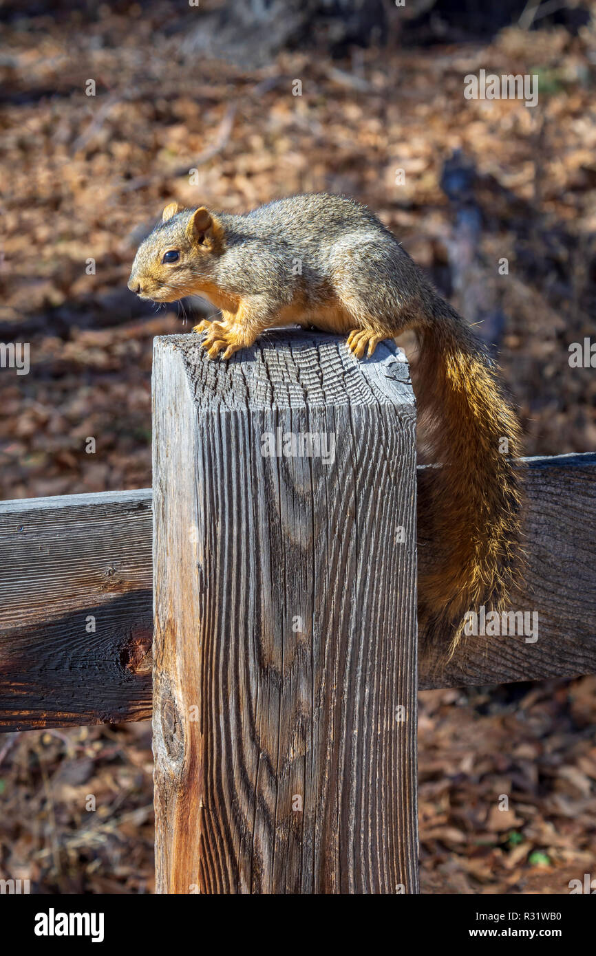 Fox orientale scoiattolo (Sciurus niger) seduto sul legno stagionato palo da recinzione, Castle Rock Colorado US. Foto scattata in novembre. Foto Stock