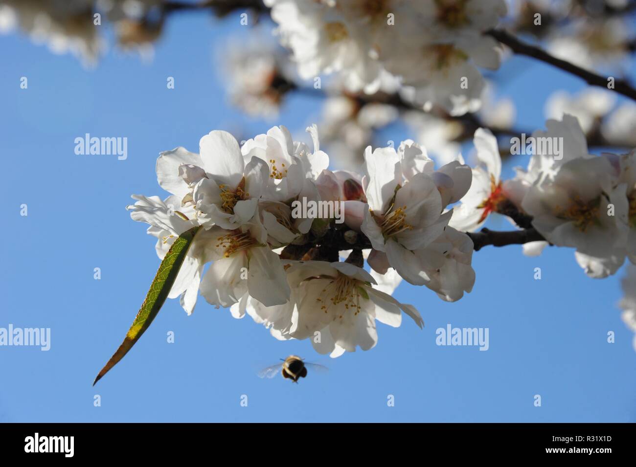 Fiore di mandorla con bee al lavoro - Spagna Foto Stock