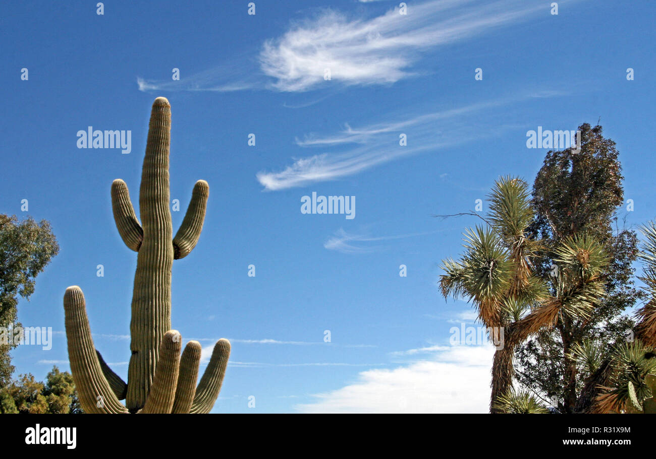 Arizona Blue Bianco cielo passando Whispy nuvole Foto Stock