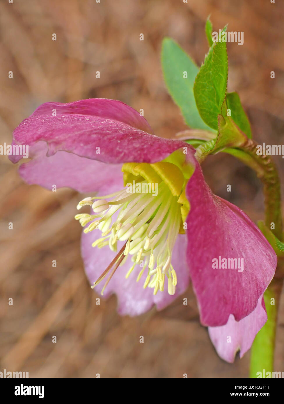 Neve di primavera-rose helleborus orientalis Foto Stock