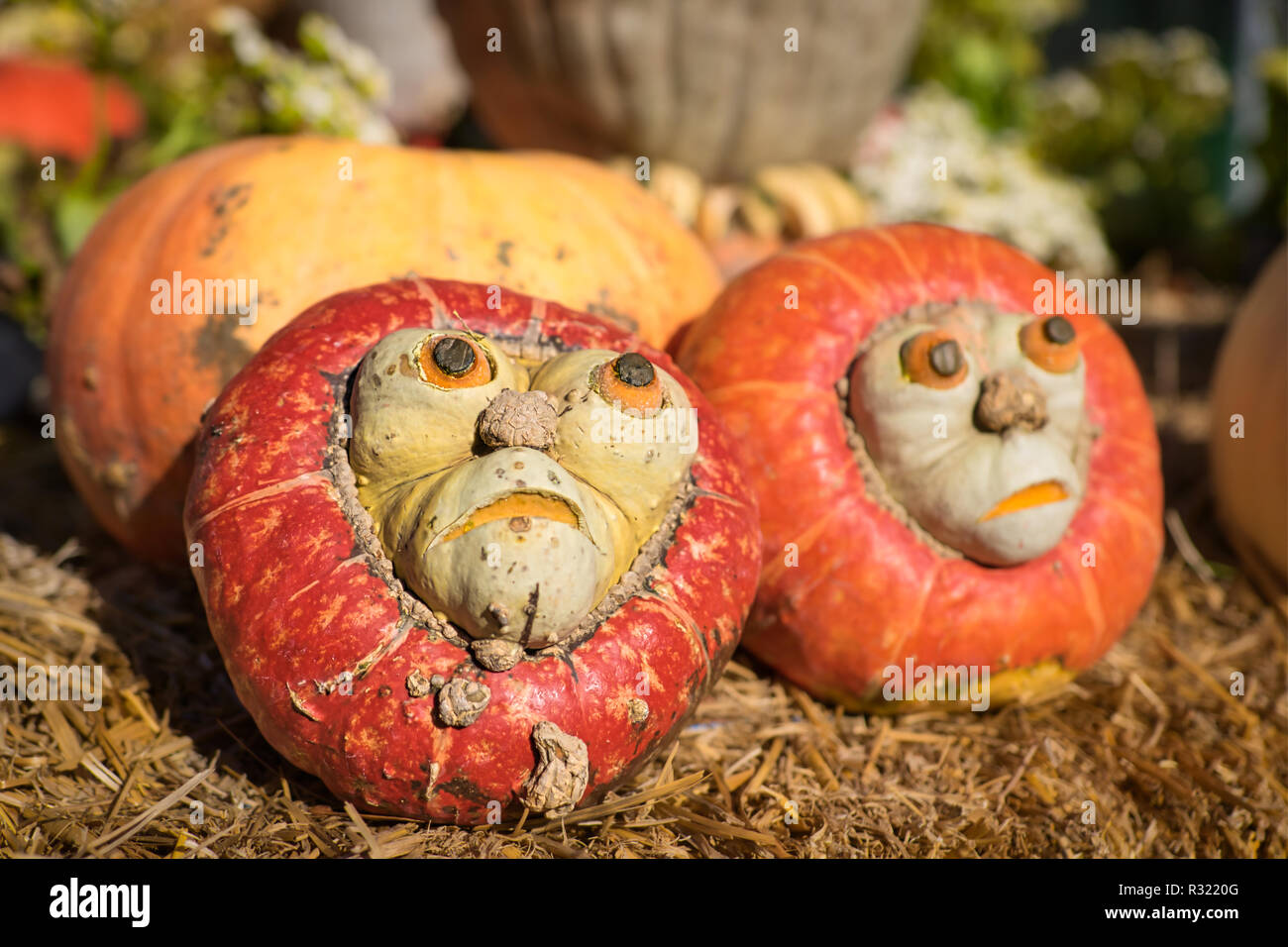 La zucca si affaccia sul fieno con fiori e altre pumkins in background Foto Stock