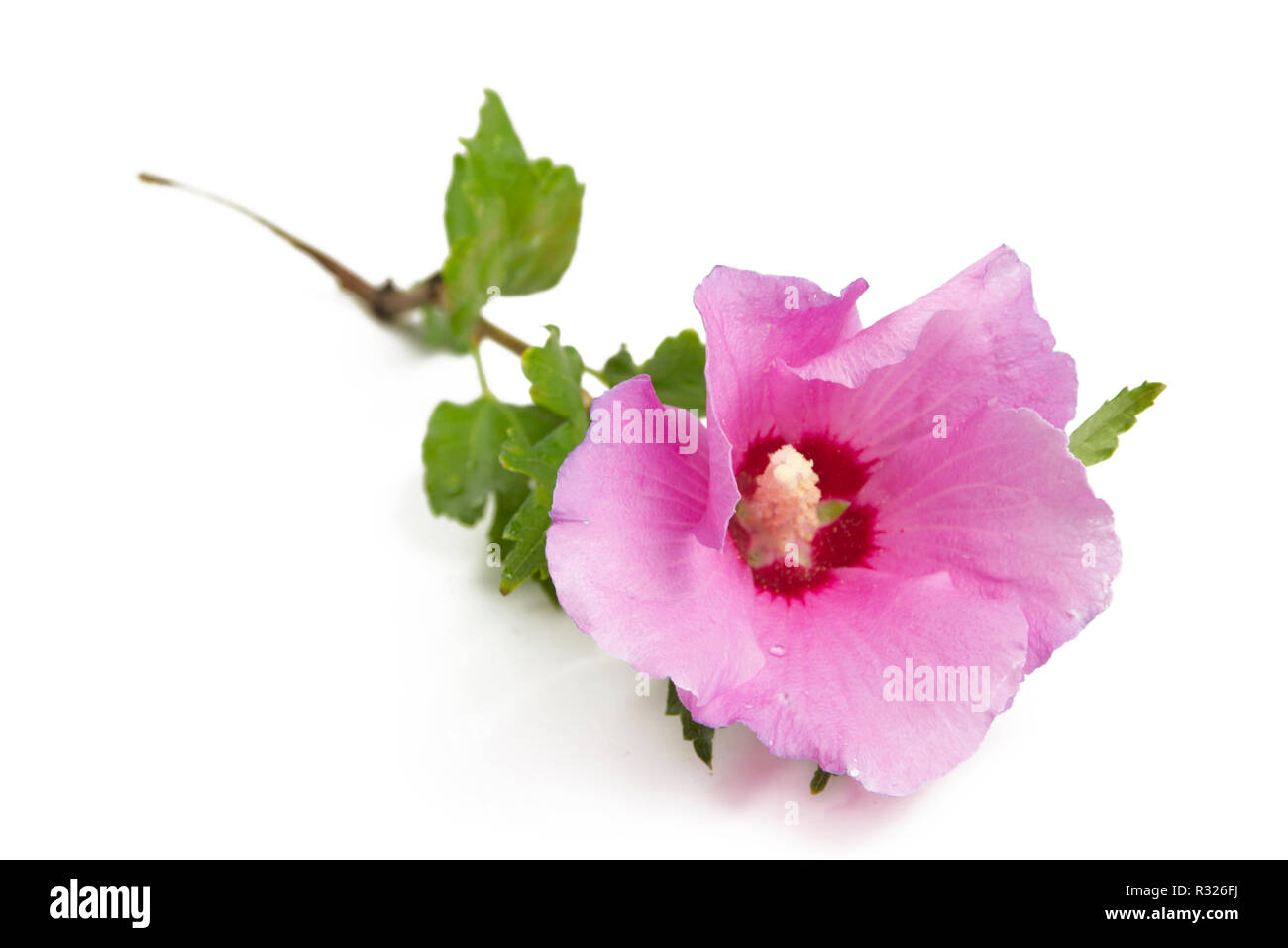 Hibiscus marshmallow Foto Stock