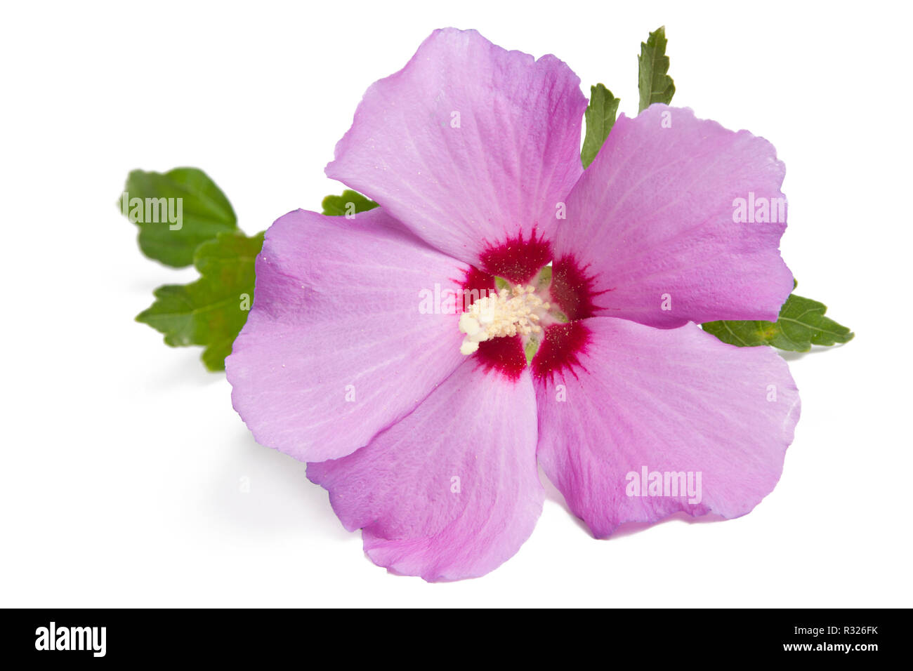 Hibiscus marshmallow Foto Stock