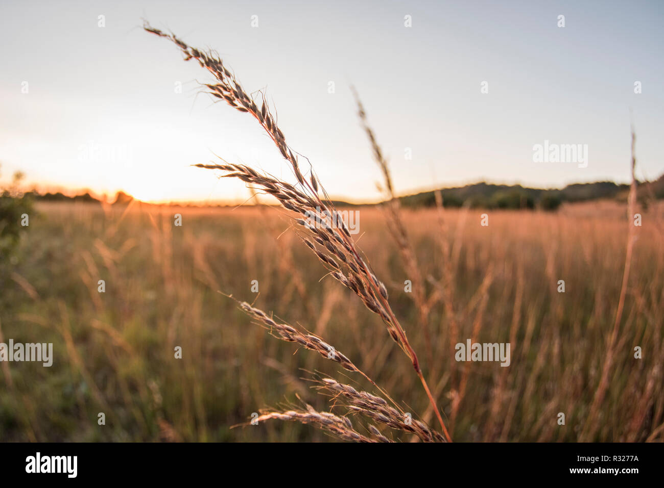 Verde primavera preservare nel sud-ovest del Wisconsin è la patria di molti stati minacciati di piante e animali. Foto Stock
