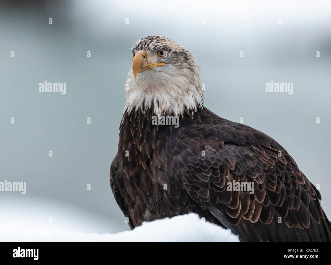 I capretti aquila calva appollaiato sulla coperta di neve nel ramo Chilkat aquila calva preservare nel sud-est dell Alaska. L'inverno. Mattina. Foto Stock