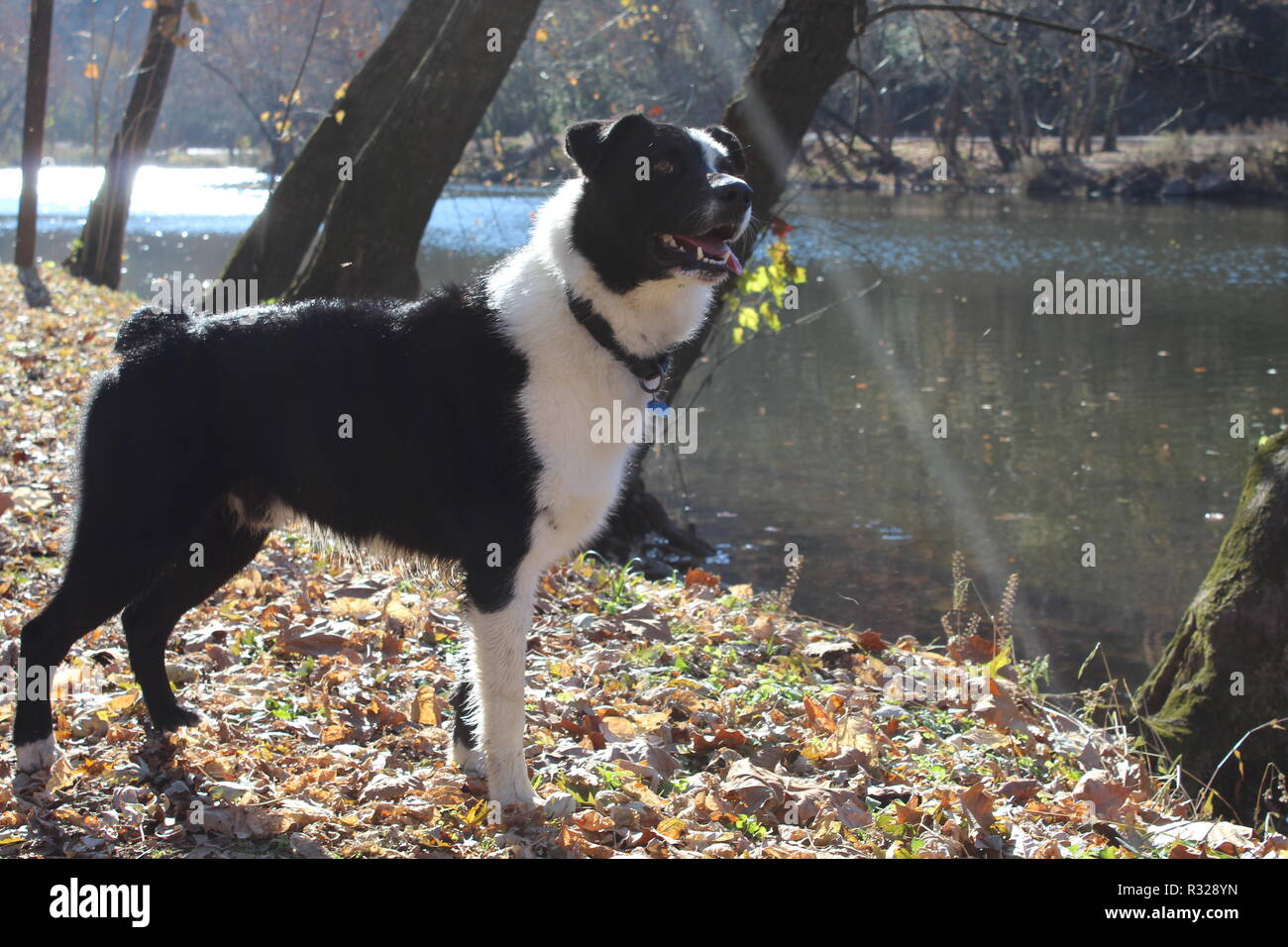 Border Collie ancora girato al fiume, profilo laterale, profilo destro Foto Stock