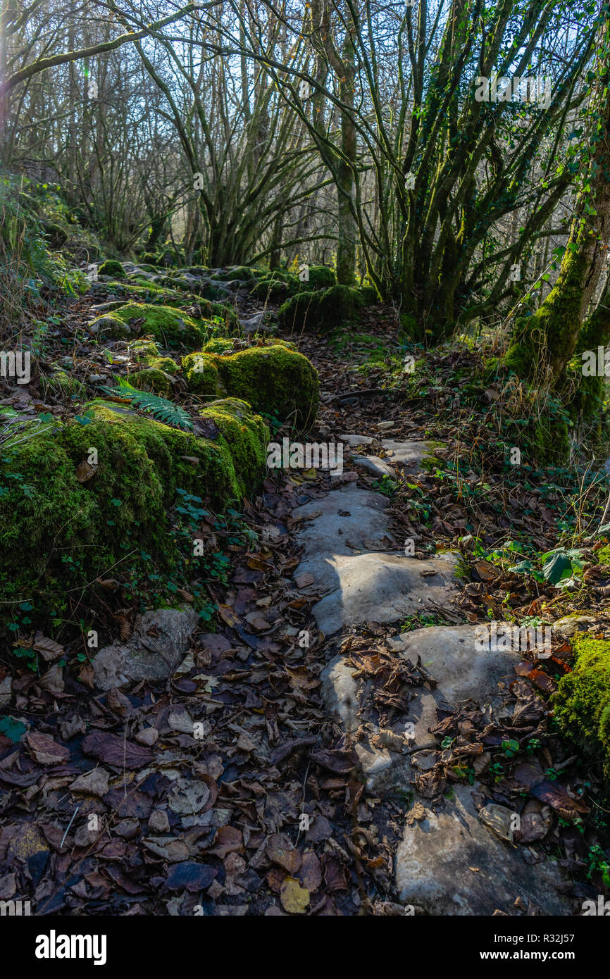 Rocky sentiero escursionistico in Fforest Fawr Geopark in Brecon Beacons, Powys, Wales, Regno Unito Foto Stock