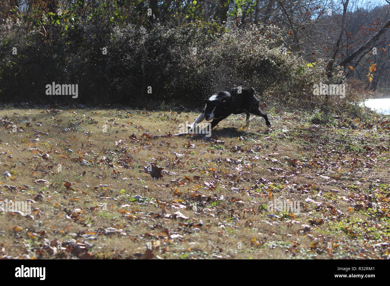 Border Collie in azione Foto Stock