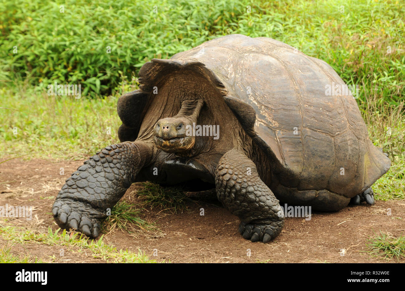 tartaruga gigante Foto Stock