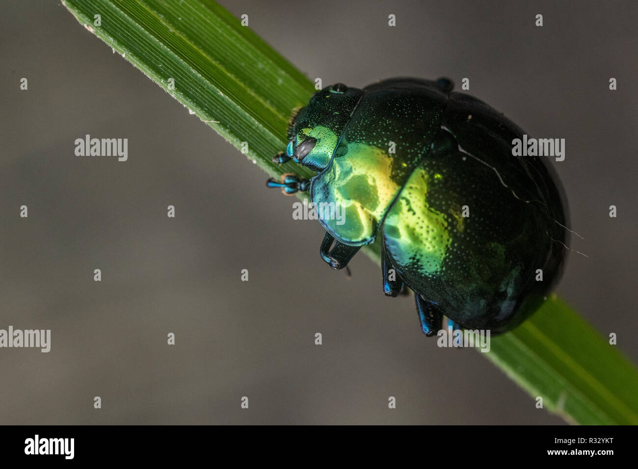Un lucido foglia metallica beetle dal Perù. Foto Stock