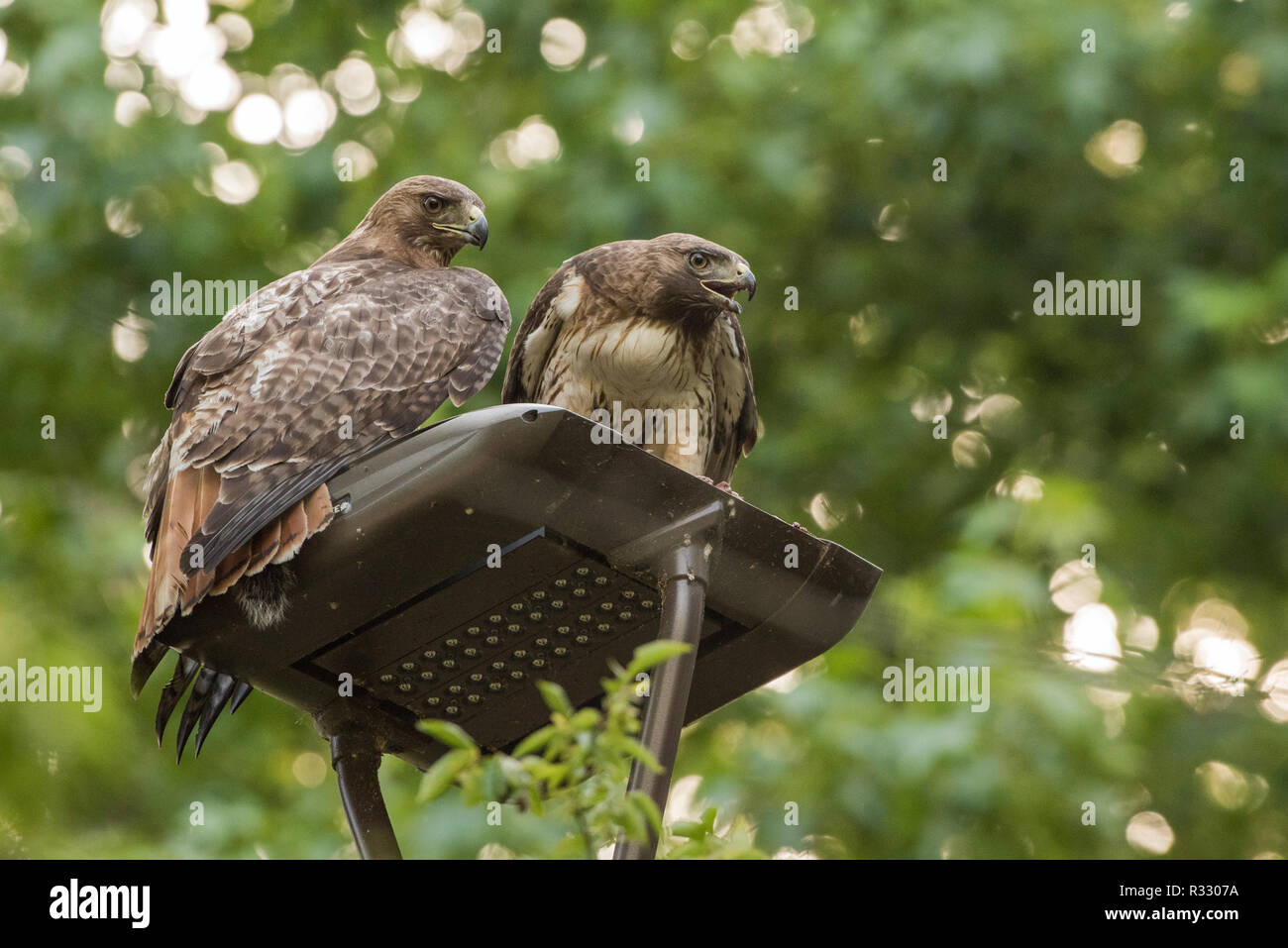 Una coppia di wild red tailed hawks (Buteo jamaicensis) seduti su un palo della luce di mangiare uno scoiattolo insieme in North Carolina, USA. Foto Stock