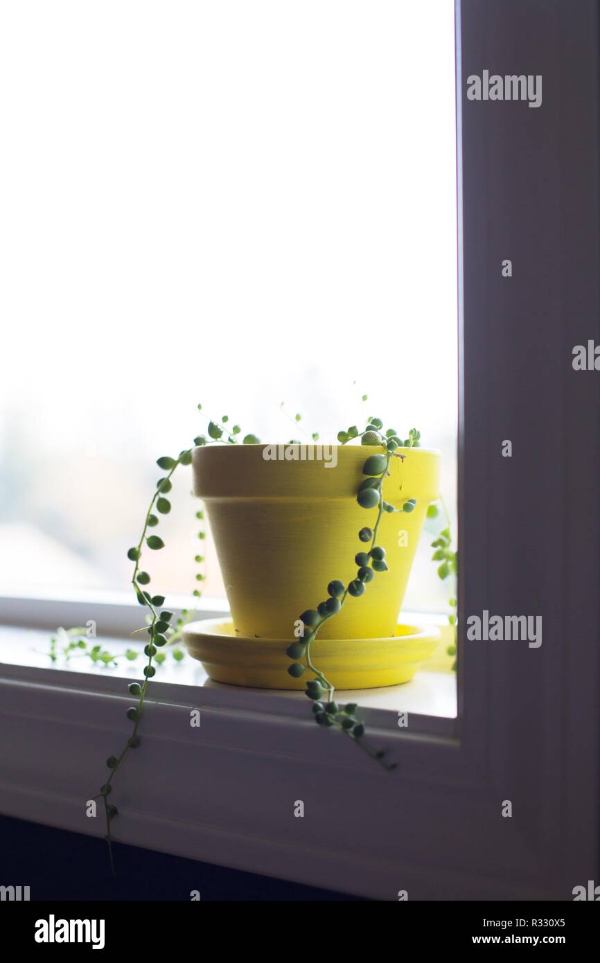 Una stringa di perle impianto su un davanzale. Foto Stock