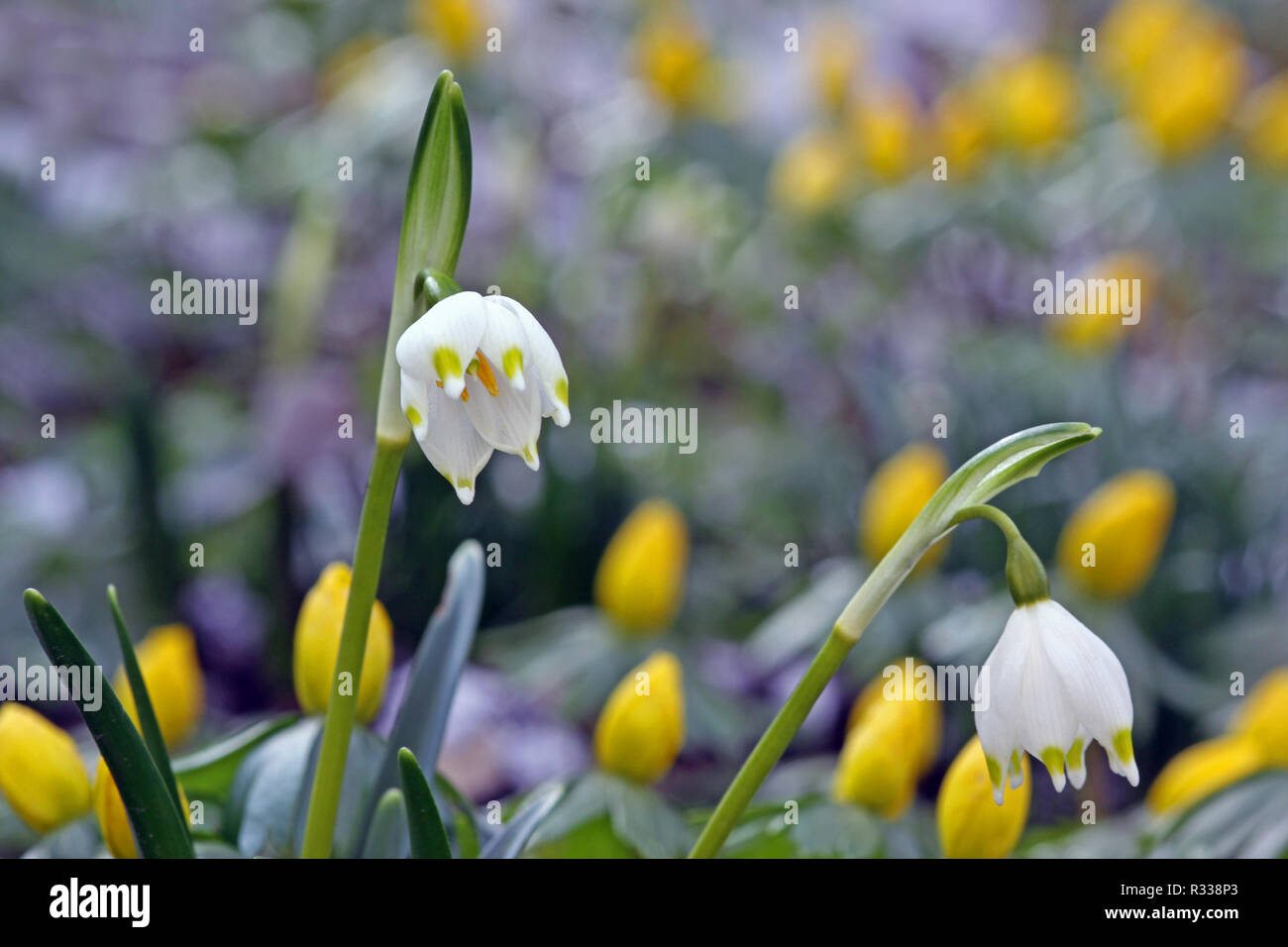 Nodo di primavera fiori e aconitum invernale Foto Stock