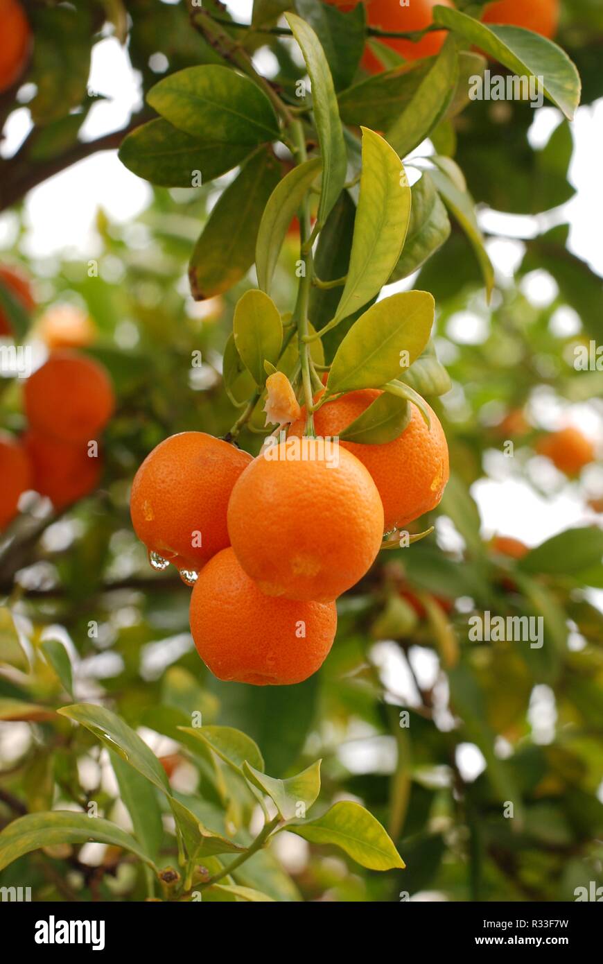 albero arancione Foto Stock